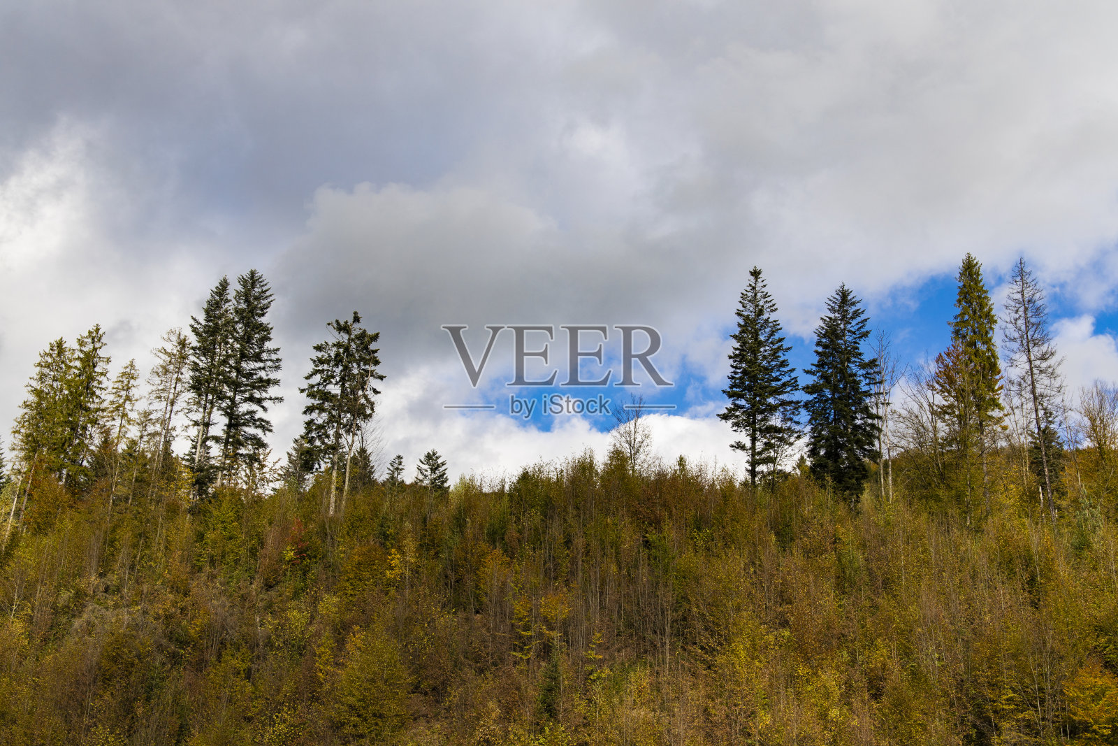 秋高气秋季节高原森林景观风景以黄色和棕色的树叶多云阴沉的天空背景照片摄影图片