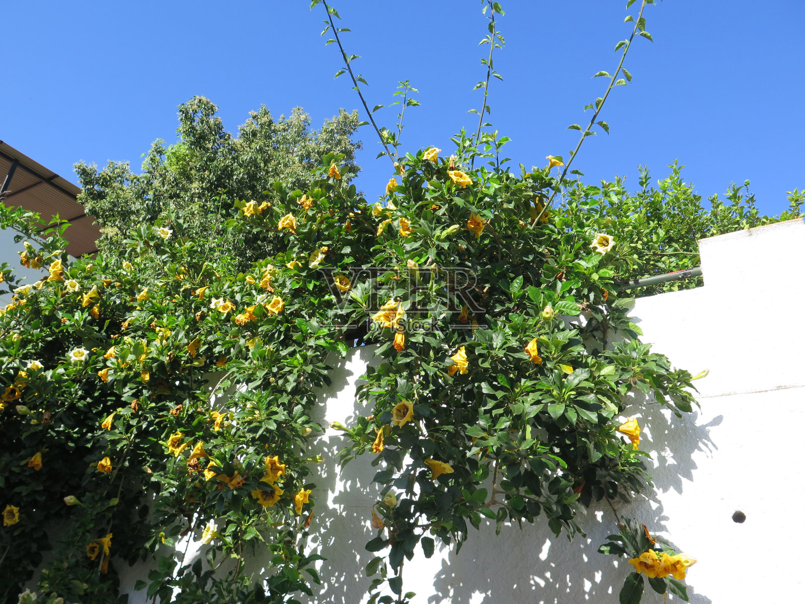 在安达卢西亚村庄的金葡萄杯或金圣杯葡萄(Solandra maxima)的大型展示照片摄影图片