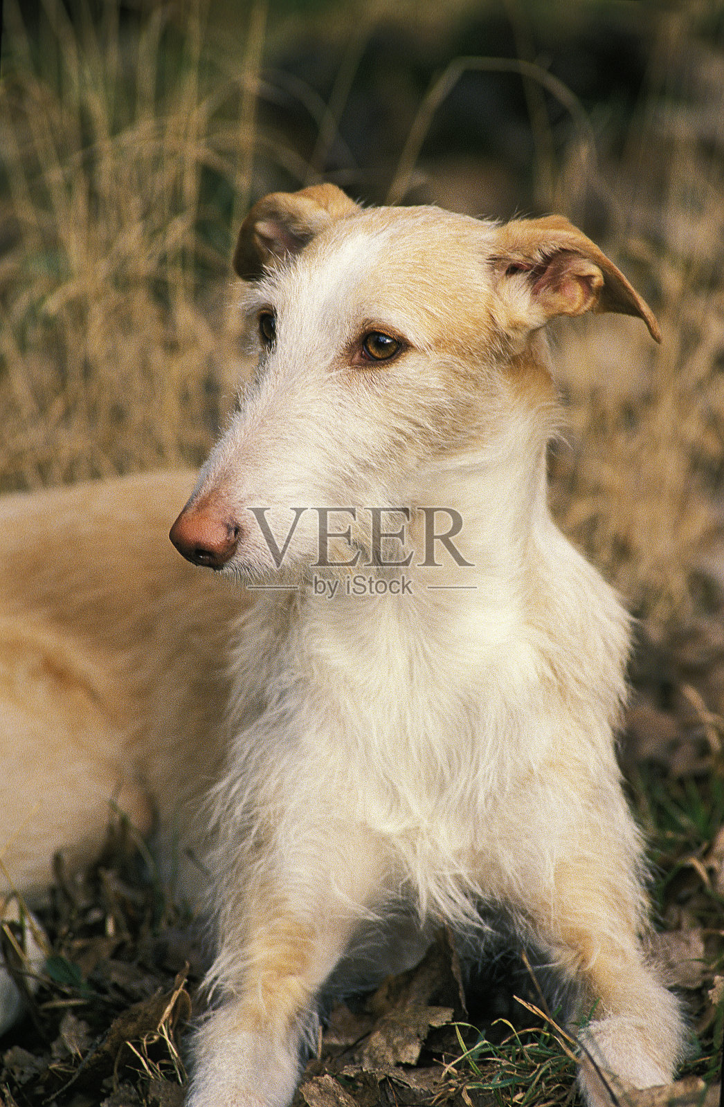 西班牙铁毛高尔戈或西班牙灰狗，成年照片摄影图片