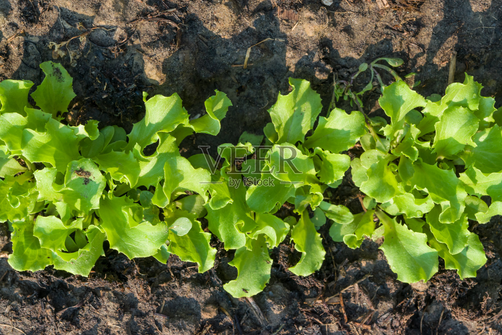 小芽的绿色生菜在地面上的花园床上，俯视图照片摄影图片