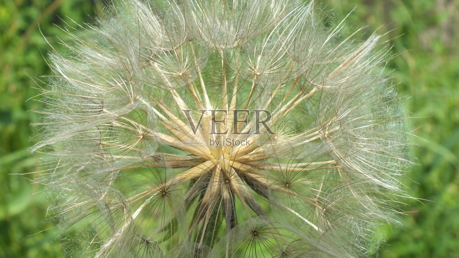 黄色Salsify种子头特写作为背景。照片摄影图片