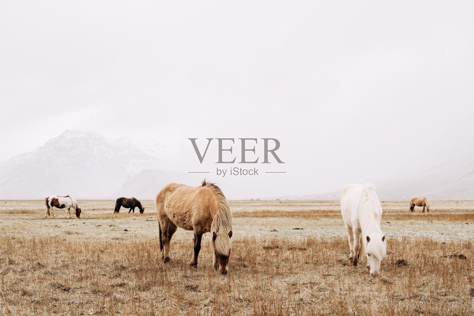 冰岛马是生长在冰岛的一种马。田野里的马在啃暴风雪的果实。照片摄影图片