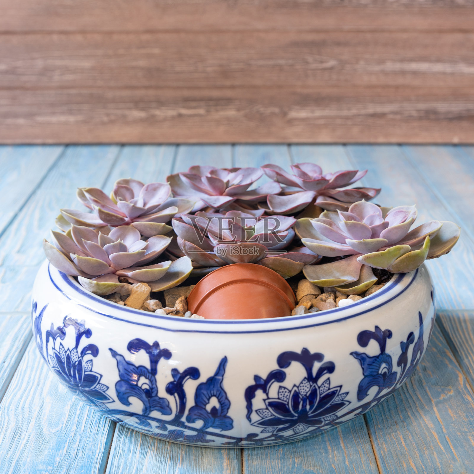 盆景，沙子，岩石，多汁植物，仙人掌，苔藓装饰花盆照片摄影图片