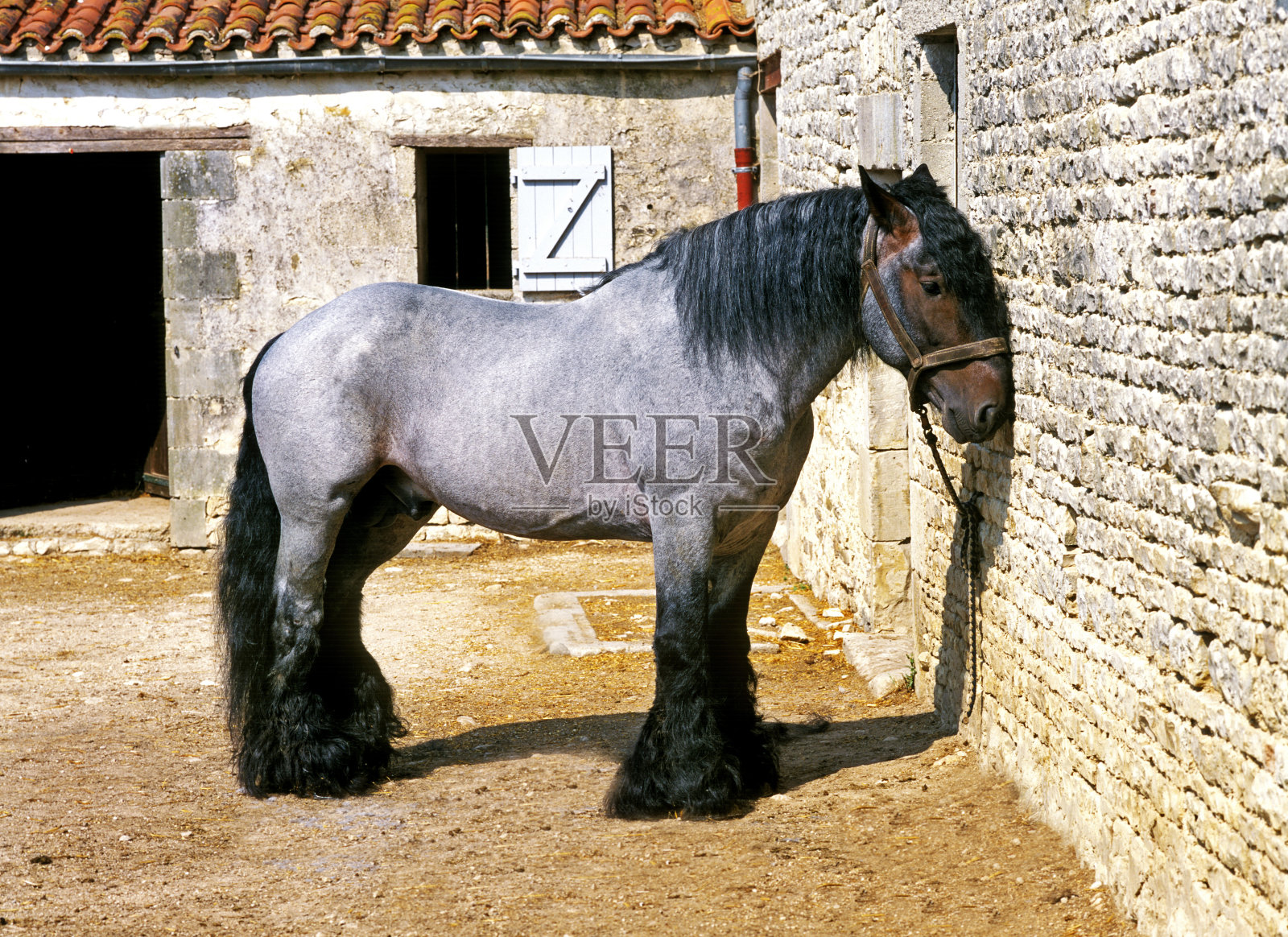 MULASSIERE 或 POITOU照片摄影图片