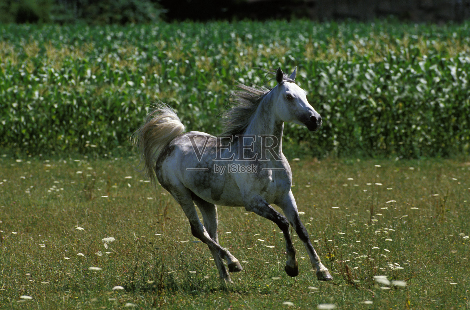 阿拉伯马，成年马在草地上奔驰照片摄影图片