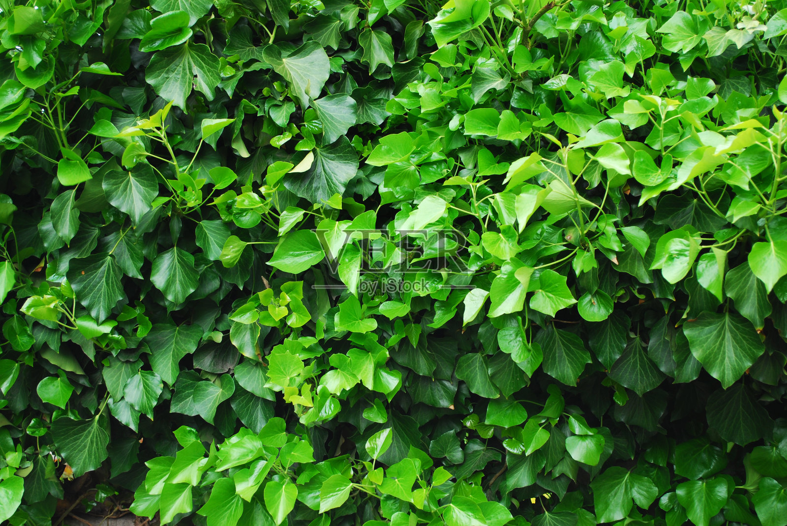 灌木上幼嫩叶片的结构。特写镜头照片摄影图片