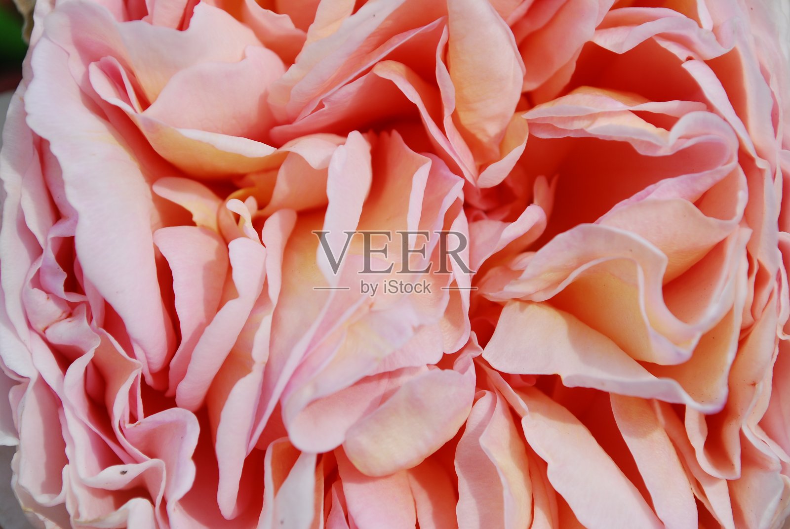 带花瓣的玫瑰花蕾的纹理。宏。照片摄影图片