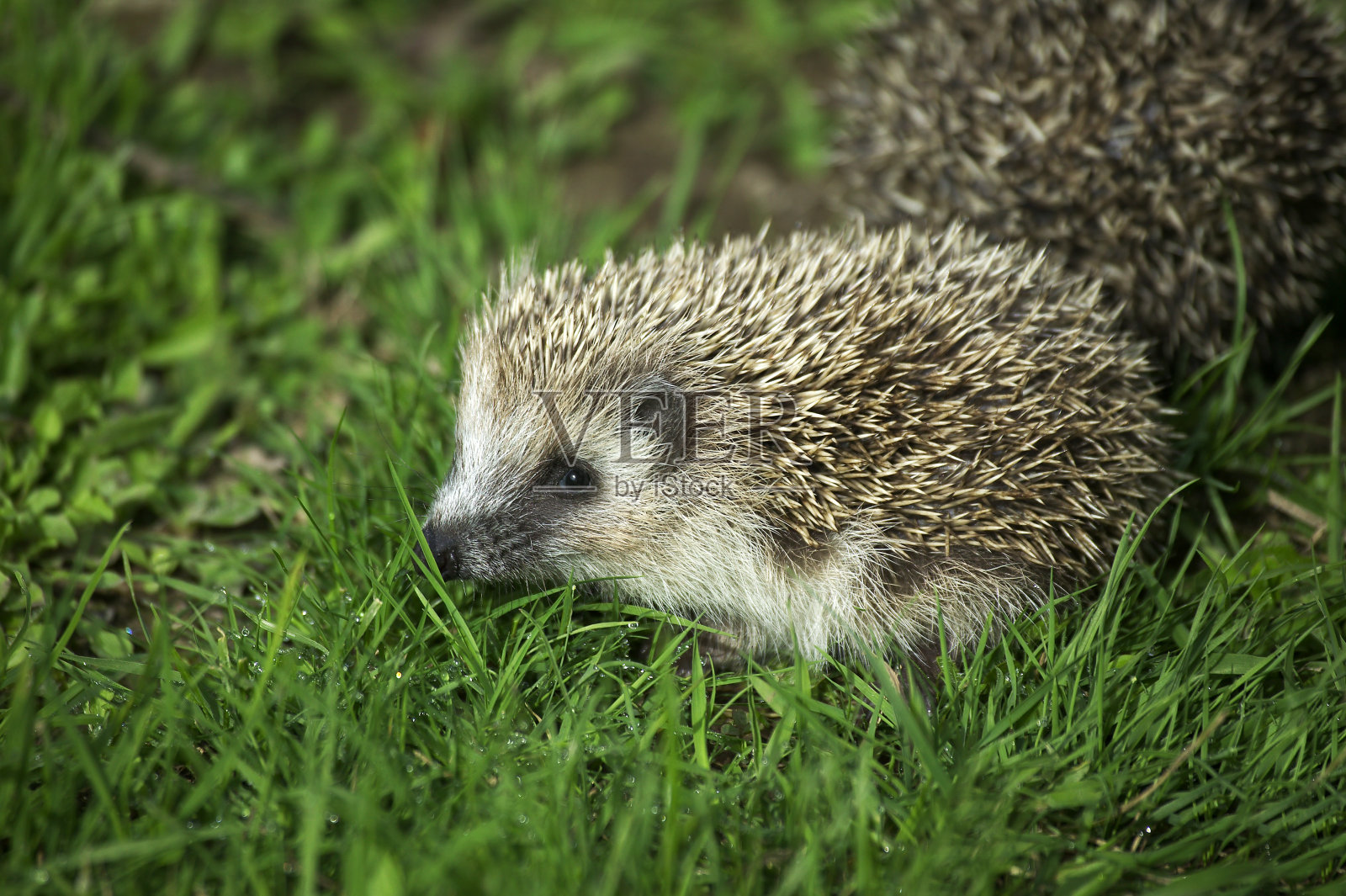 欧洲刺猬，年轻时站在草地上照片摄影图片