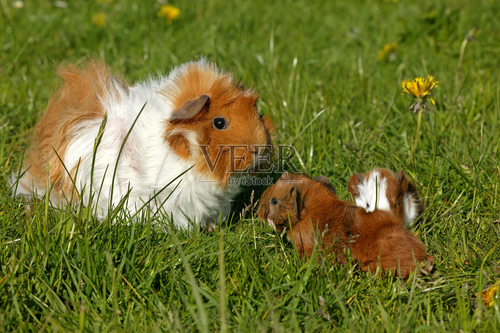 豚鼠，母鼠和幼鼠照片摄影图片