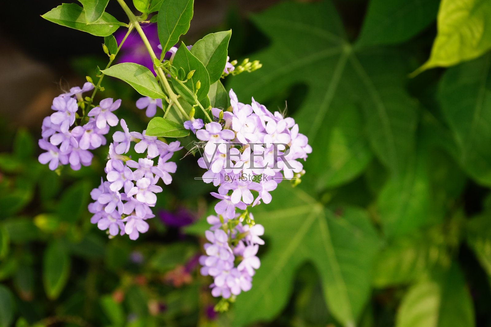在模糊的背景下，花园里的绿叶和杜鹃花照片摄影图片
