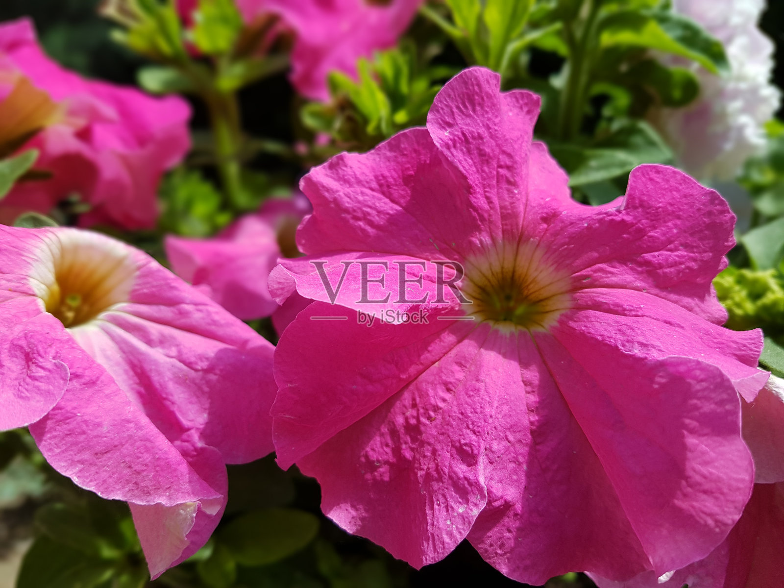 粉色矮牵牛花头，特写春天的花瓣，自然之美，自然的背景照片摄影图片