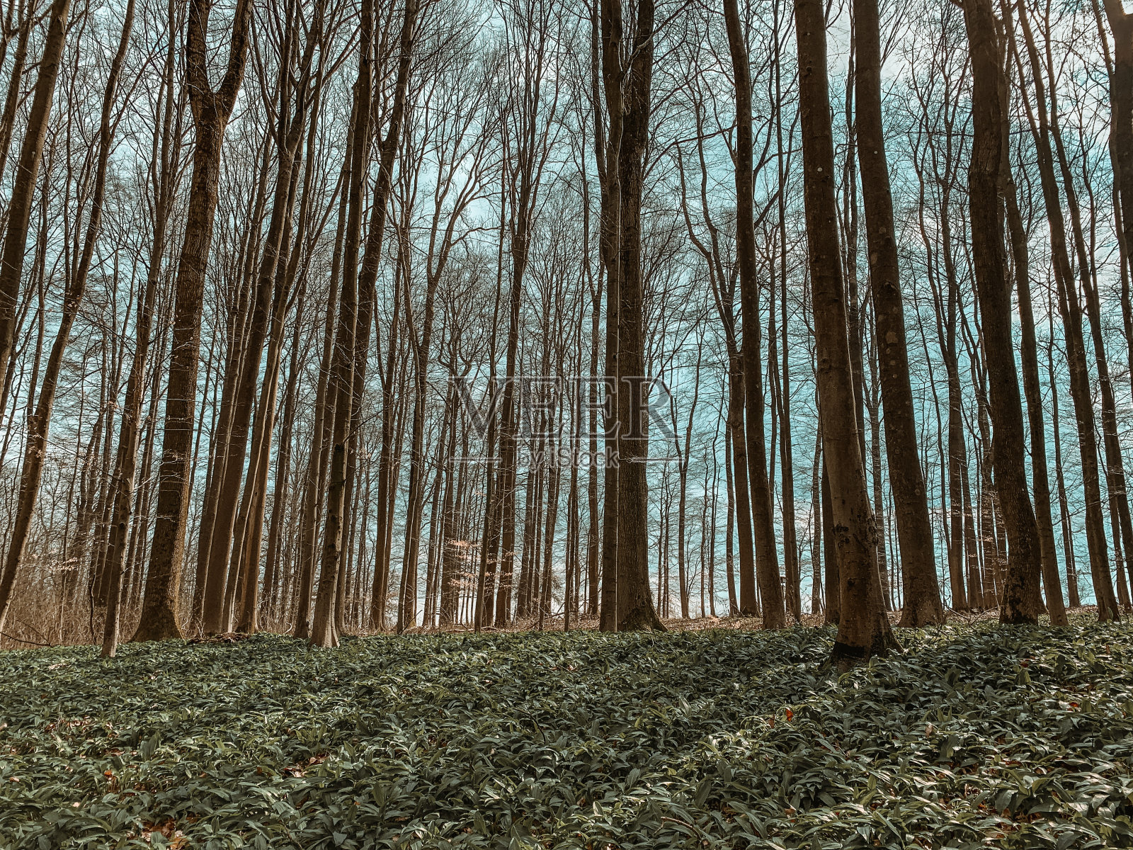 森林照片摄影图片