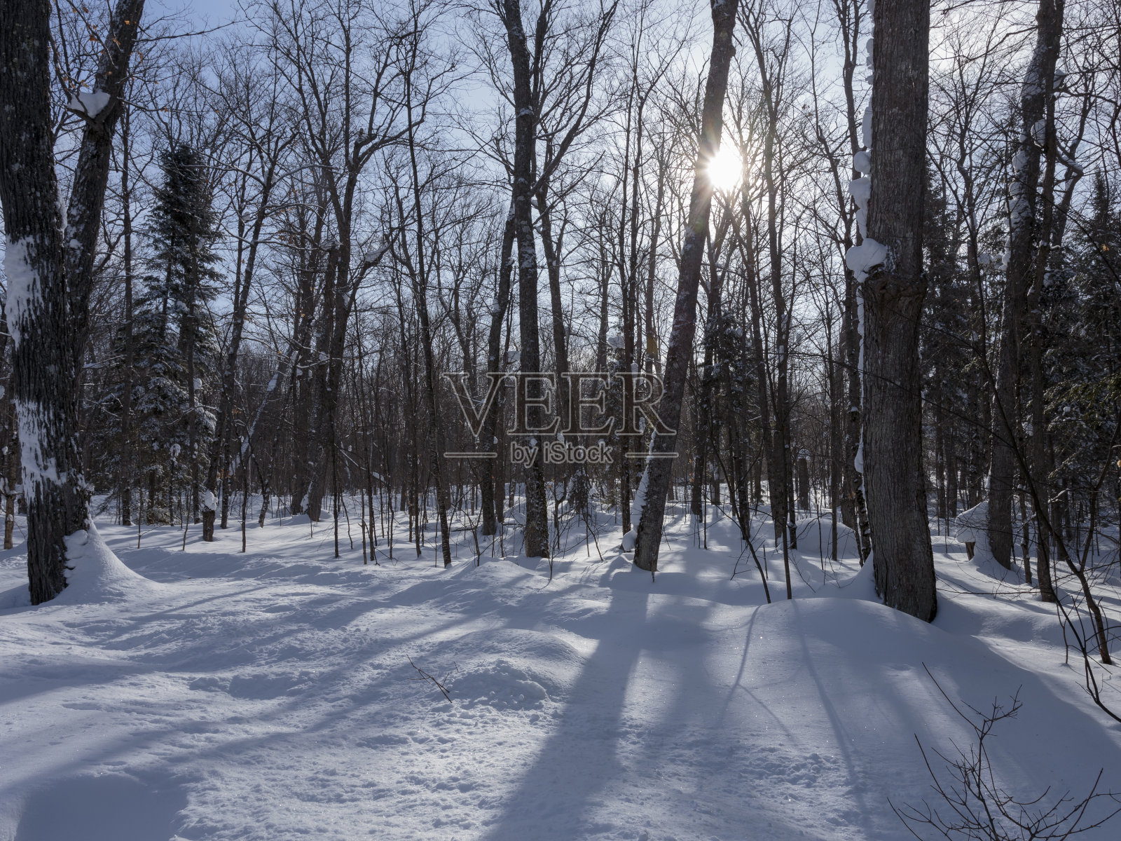 冬日傍晚的阳光穿过森林照片摄影图片