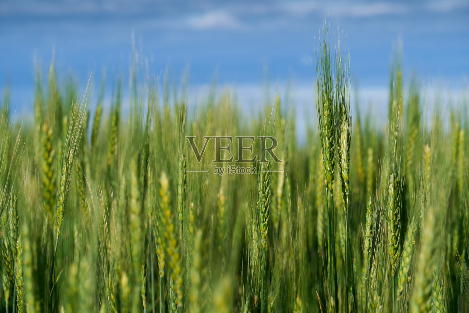 蓝天背景下的绿色麦田照片摄影图片