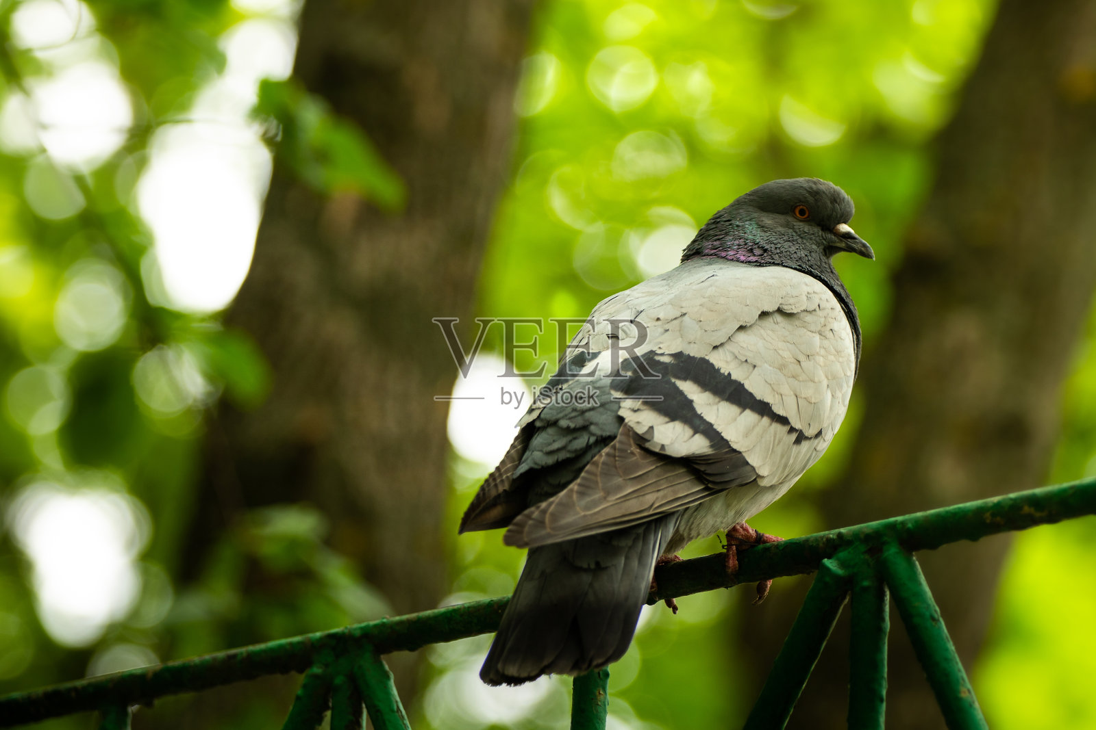 鸽子特写肖像在绿色的背景，绿色和树叶，夏天照片摄影图片