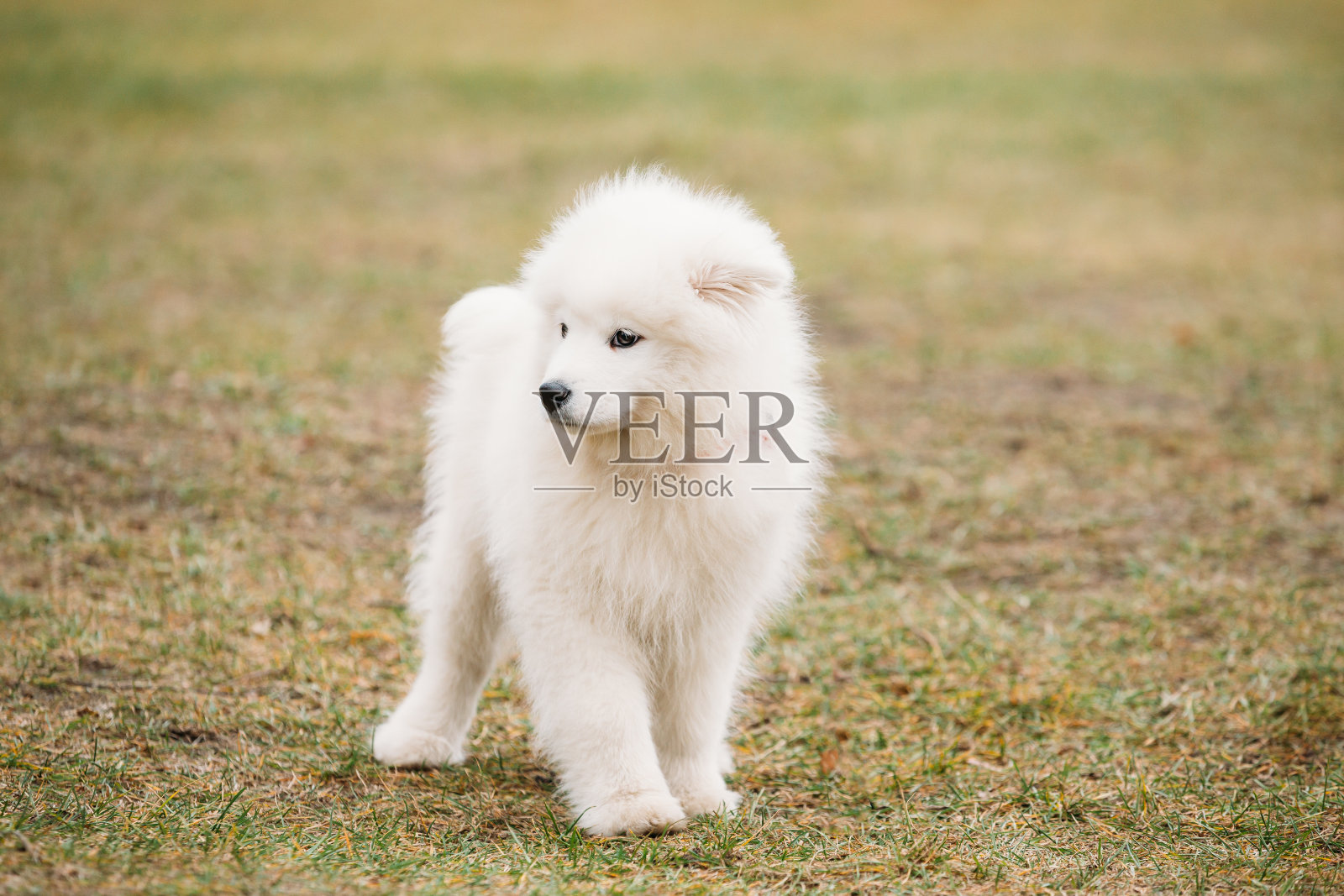 白色萨摩耶小狗狗户外公园照片摄影图片