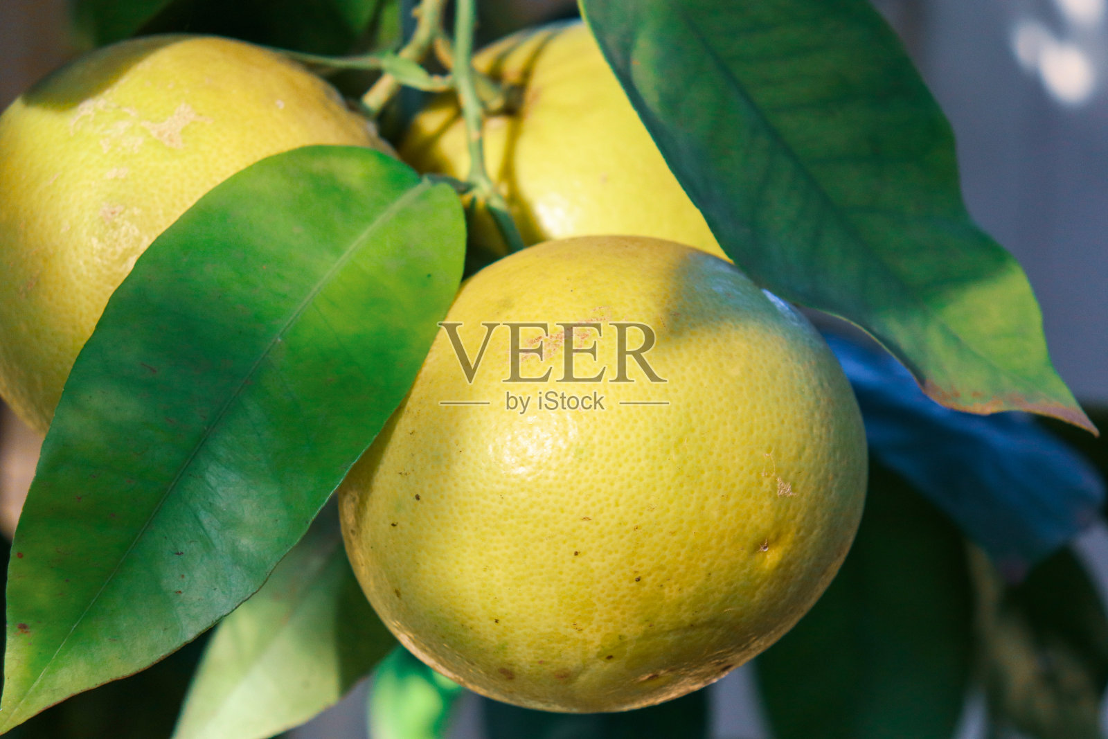 葡萄柚串挂在树枝上照片摄影图片