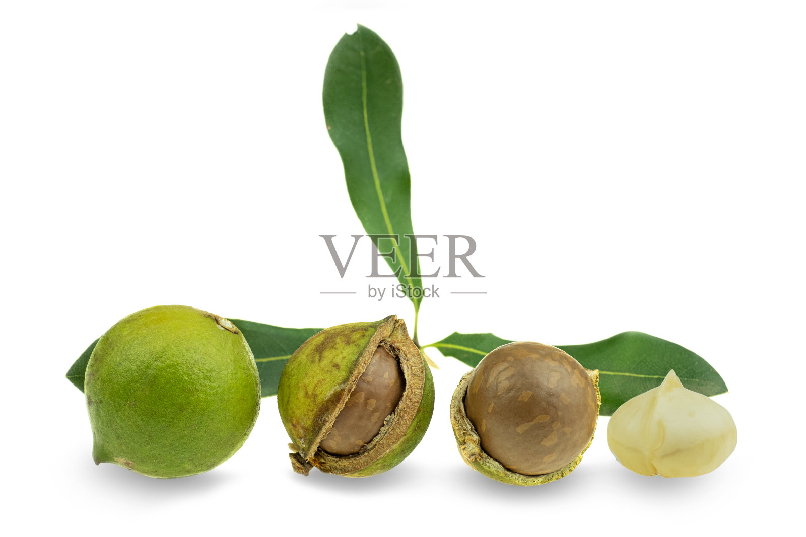 一组去皮和未去皮的澳洲坚果，白色背景照片摄影图片