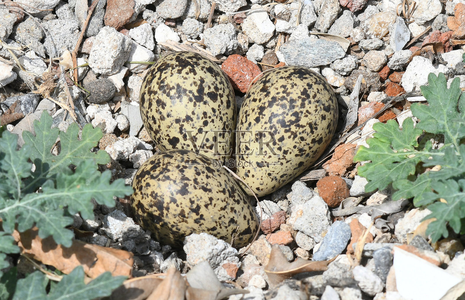 石鸻在印度拉贾斯坦邦的比瓦尔产卵照片摄影图片