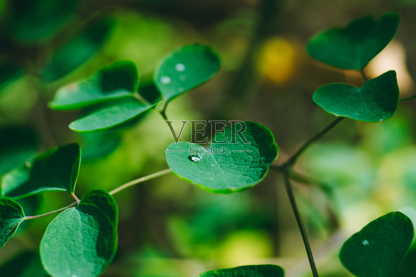 新鲜的绿叶和水珠在花园里照片摄影图片