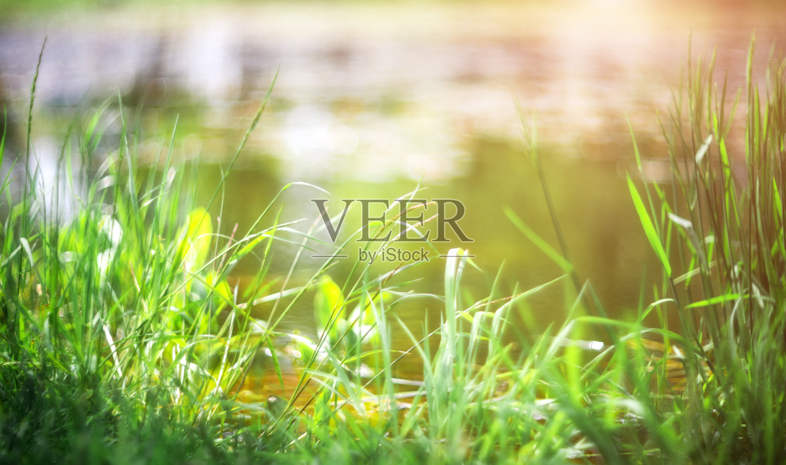 绿色的草在一个模糊的美丽的自然背景。抽象的壁纸背景。草背景(选择性聚焦)照片摄影图片