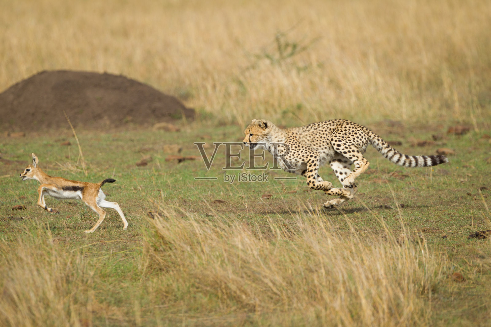 肯尼亚马赛马拉猎豹高速追逐照片摄影图片