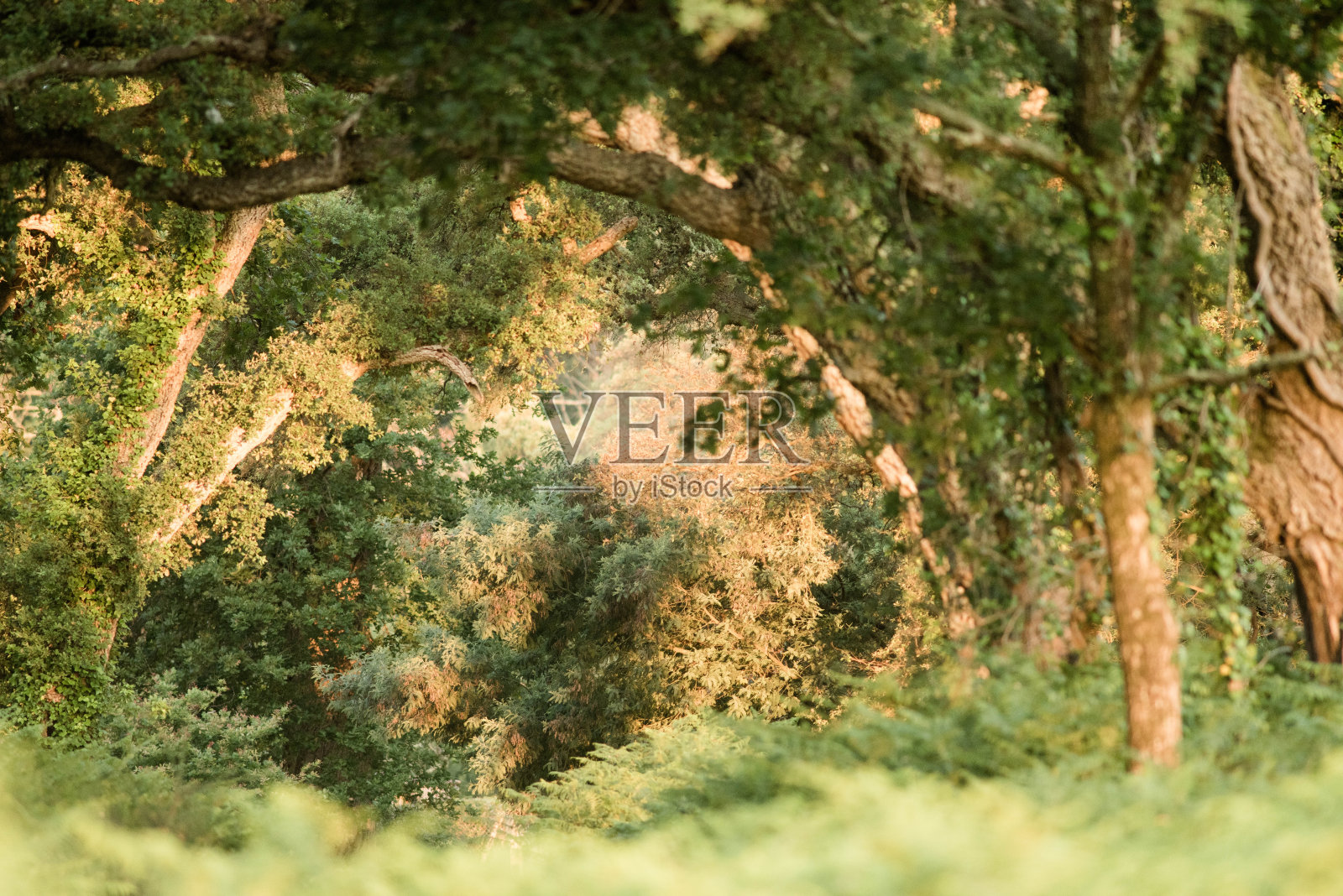 太阳在森林的软木橡树上升起照片摄影图片