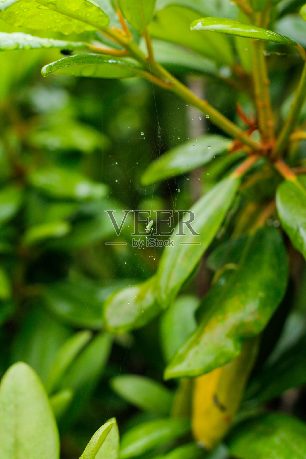 蛛网上有一点苍蝇和水滴照片摄影图片