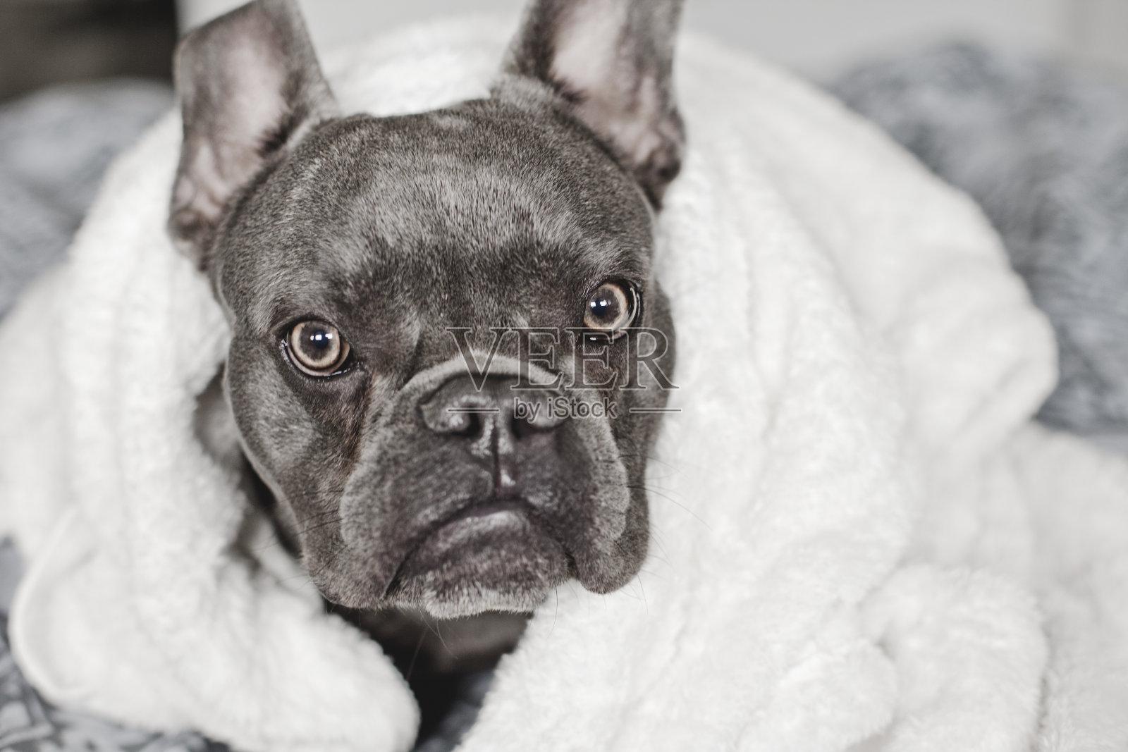 那条狗裹在毯子里。可爱的蓝色法国斗牛犬。照片摄影图片