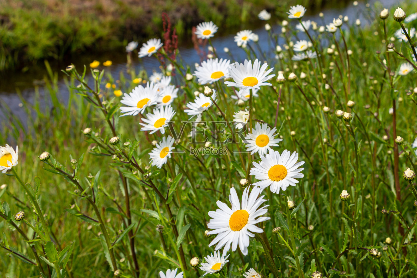 美丽的野生雏菊在春天照片摄影图片