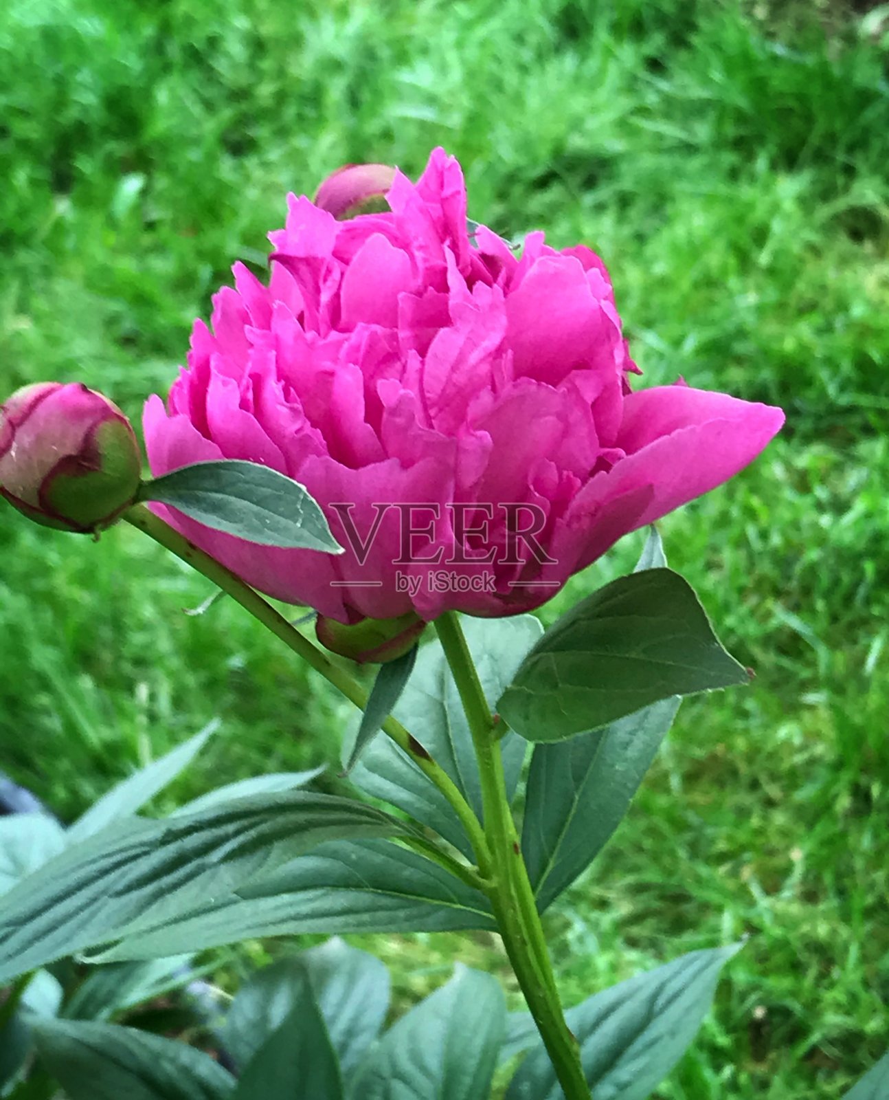 近距离开花照片摄影图片