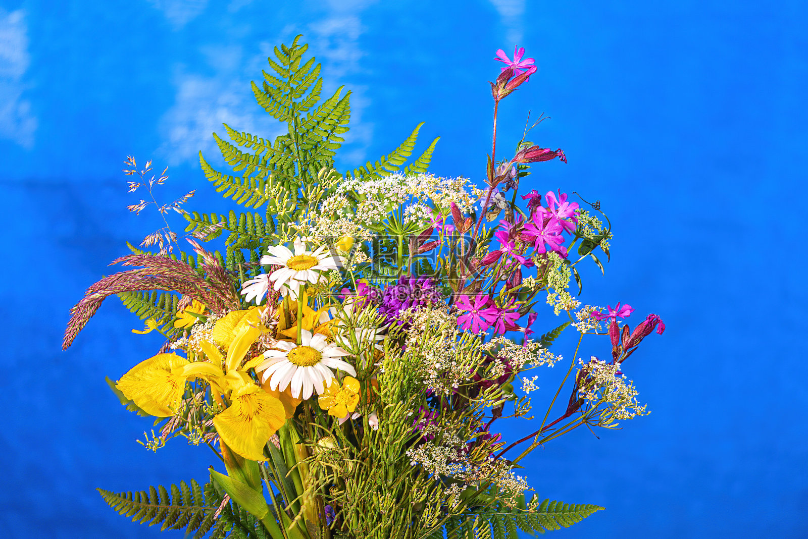 蓝色草地上的花朵照片摄影图片