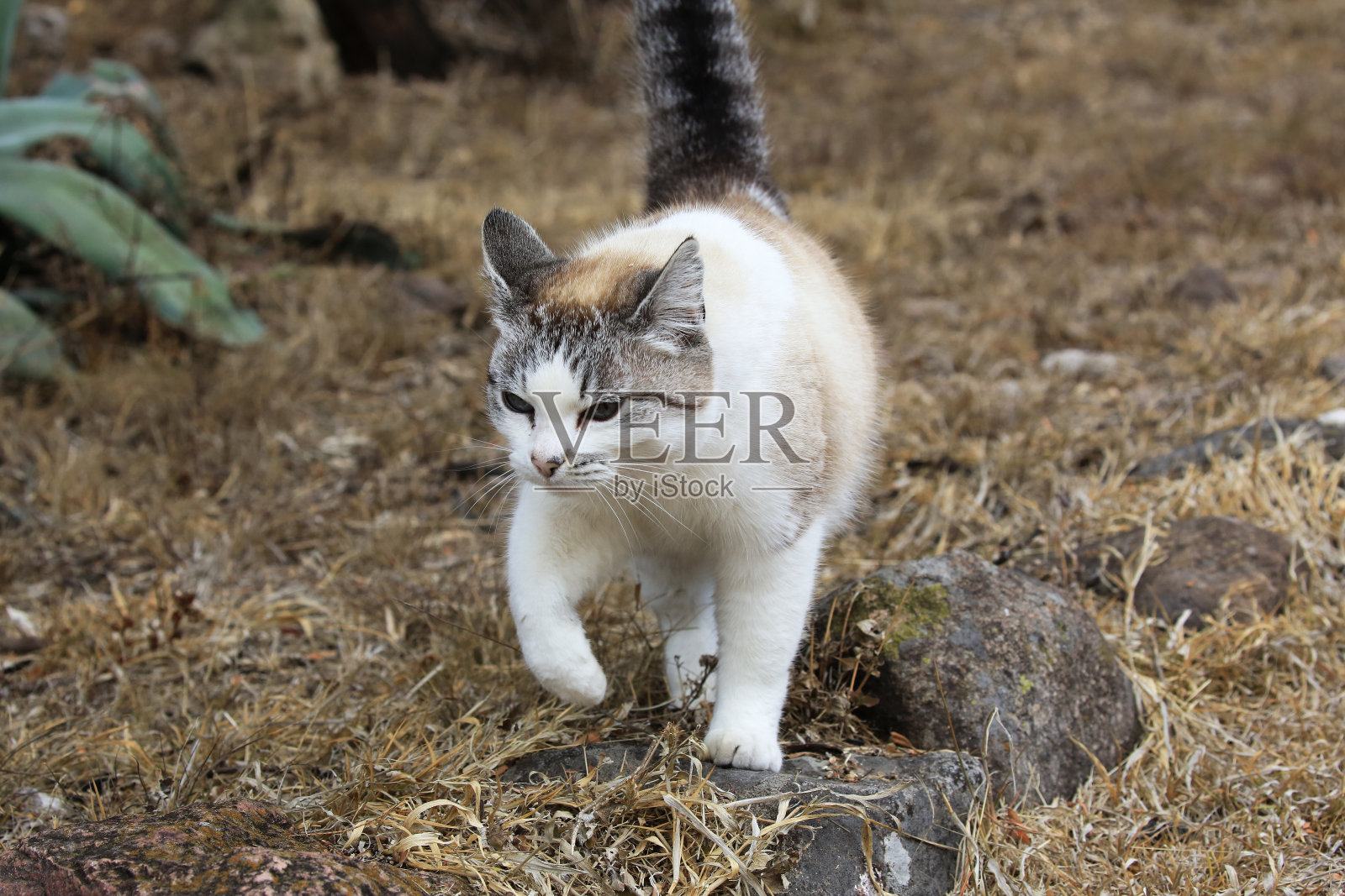 墨西哥圣米格尔德阿连德公园里的流浪猫。照片摄影图片