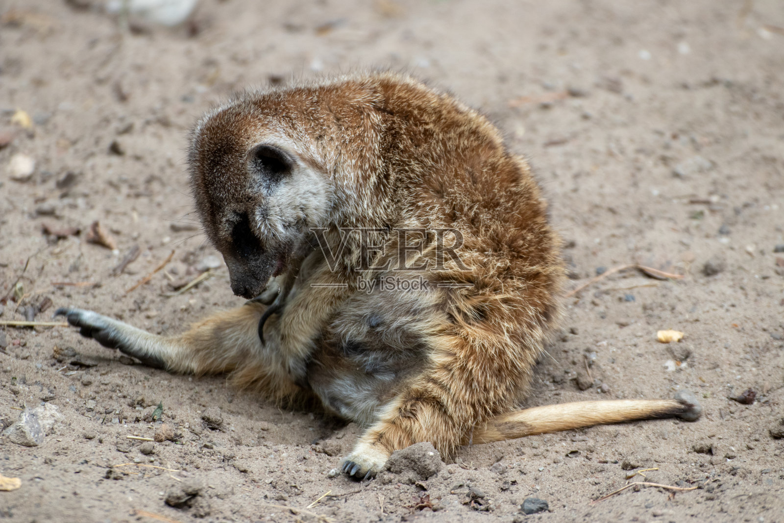 德国一个动物园里的猫鼬照片摄影图片