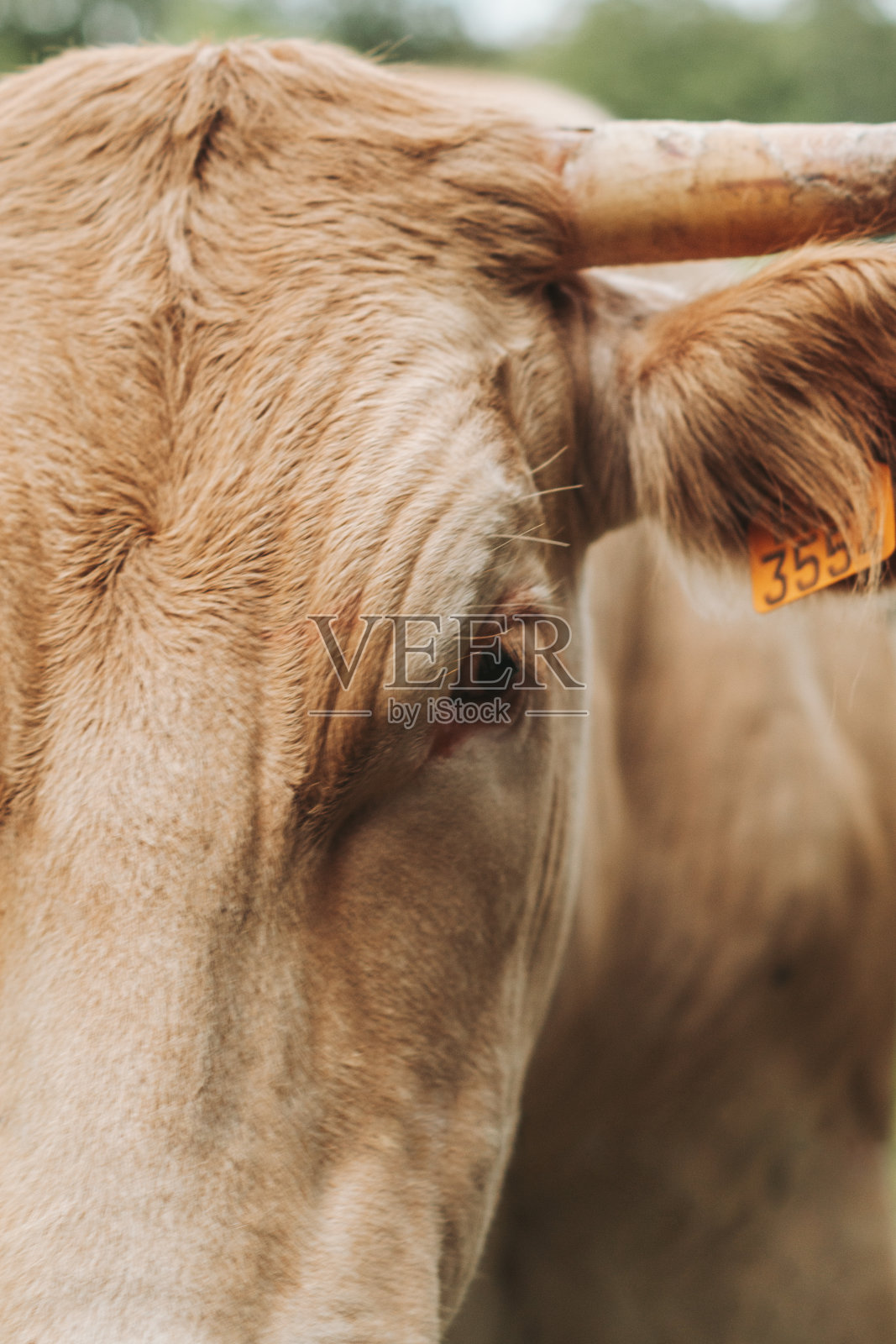田野里有角的棕色母牛照片摄影图片