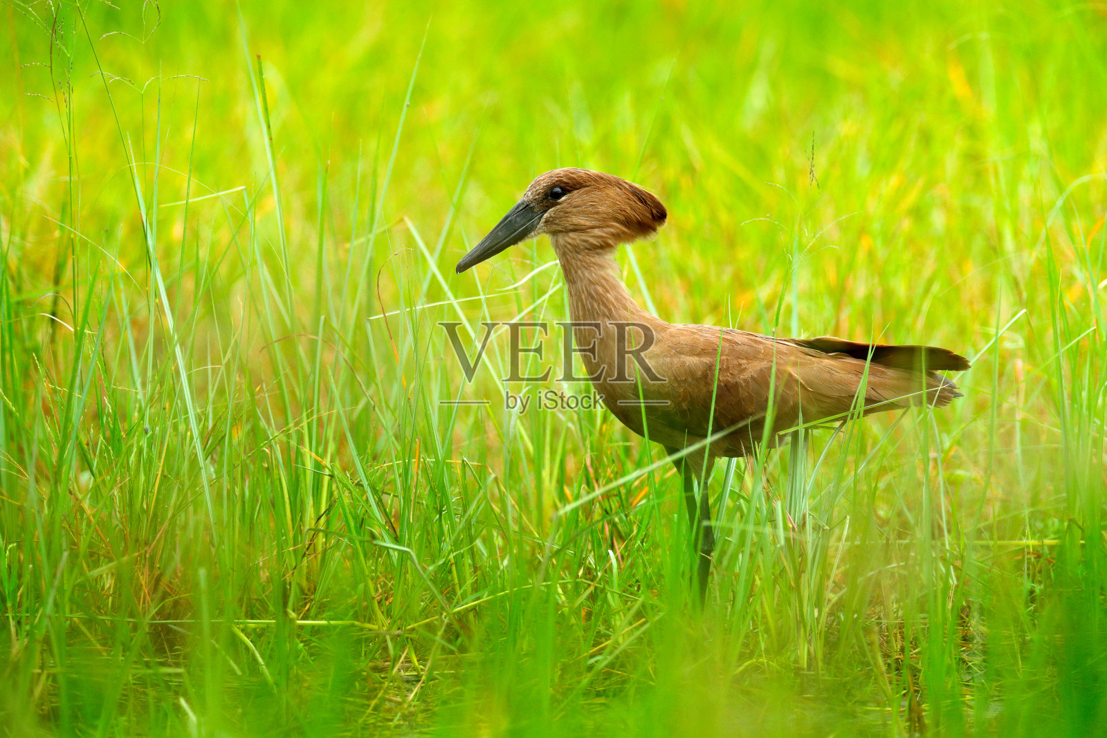 在绿色的草地上，有羊茅。非洲的雨季。棕色的鸟在大自然的栖息地。来自非洲奥卡万戈三角洲莫雷米的野生动物场景。照片摄影图片