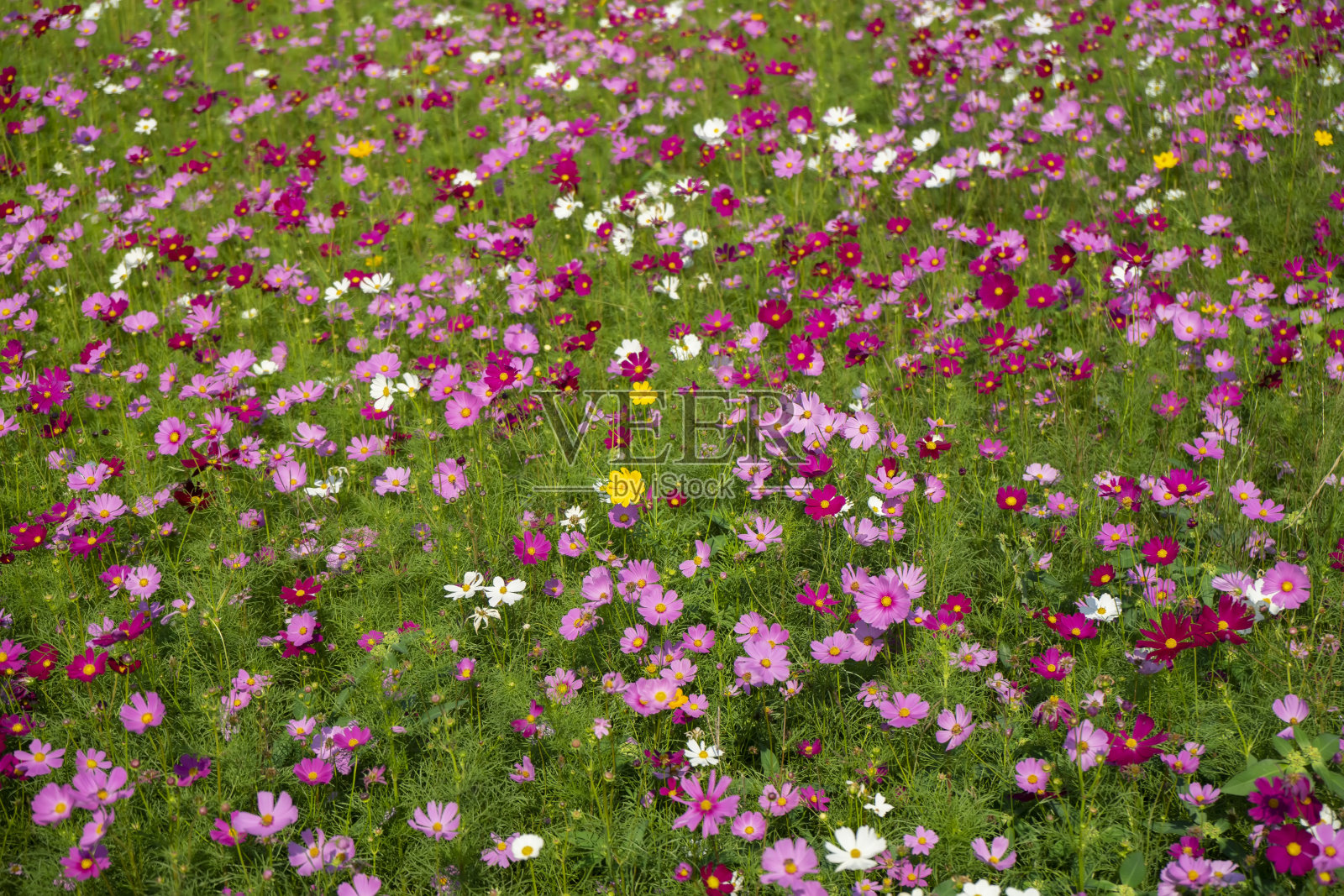 日本宇宙花背景。照片摄影图片