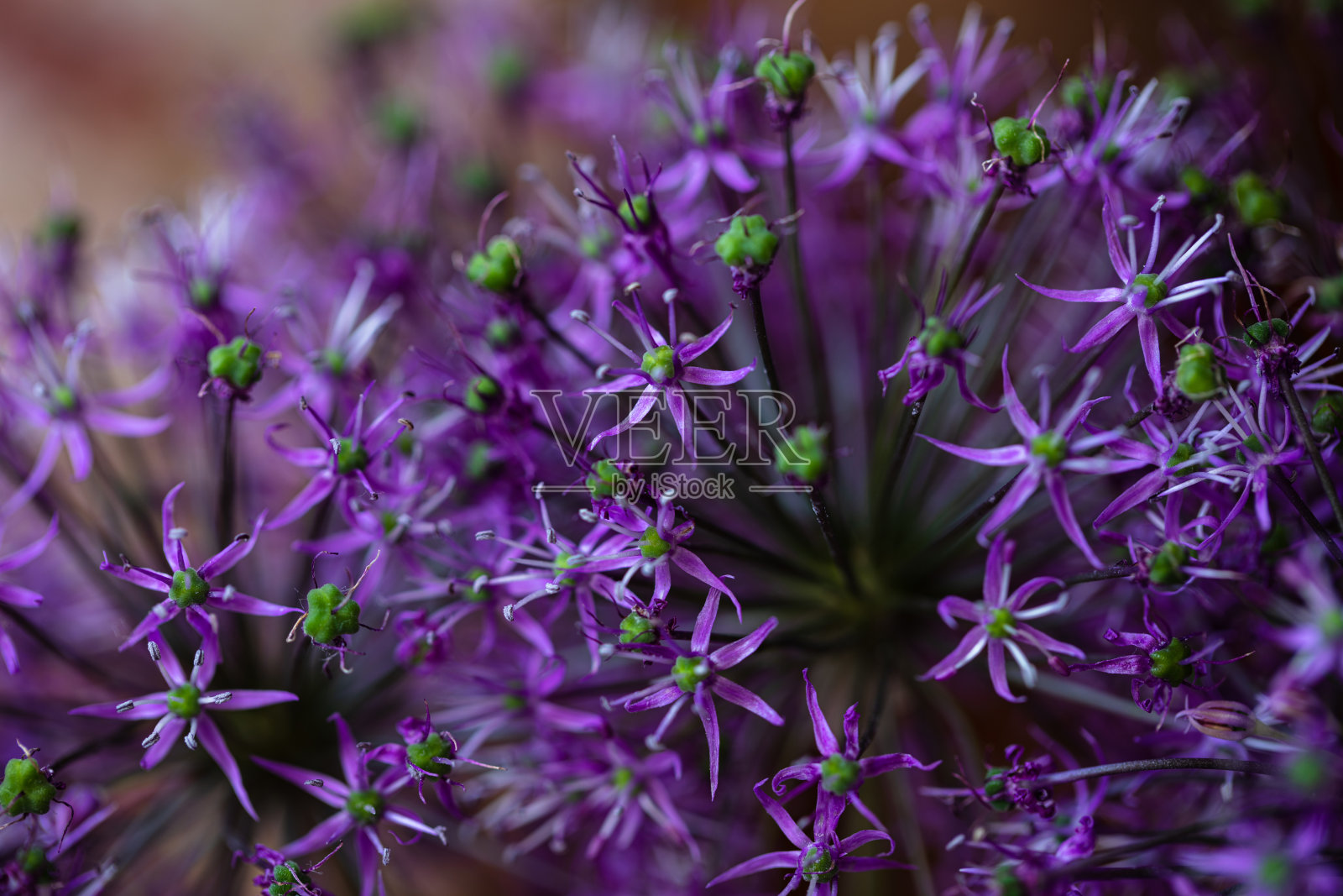 紫色的背景照片摄影图片