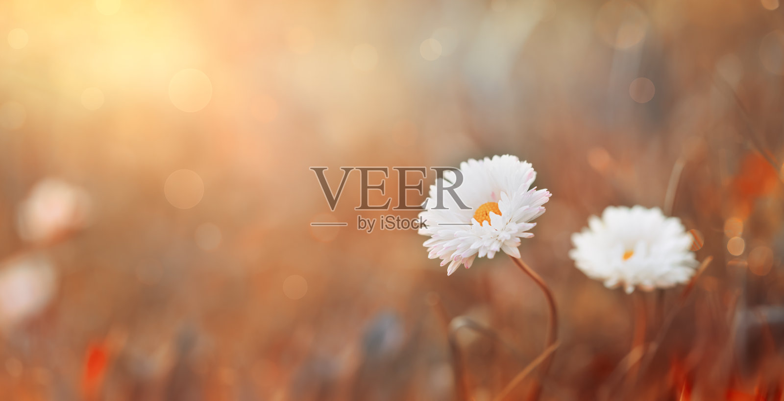 美丽的夏秋背景与小雏菊花白色花瓣和阳光灯。艺术的金色色调的仙女草地，宏观惊人的景观。照片摄影图片