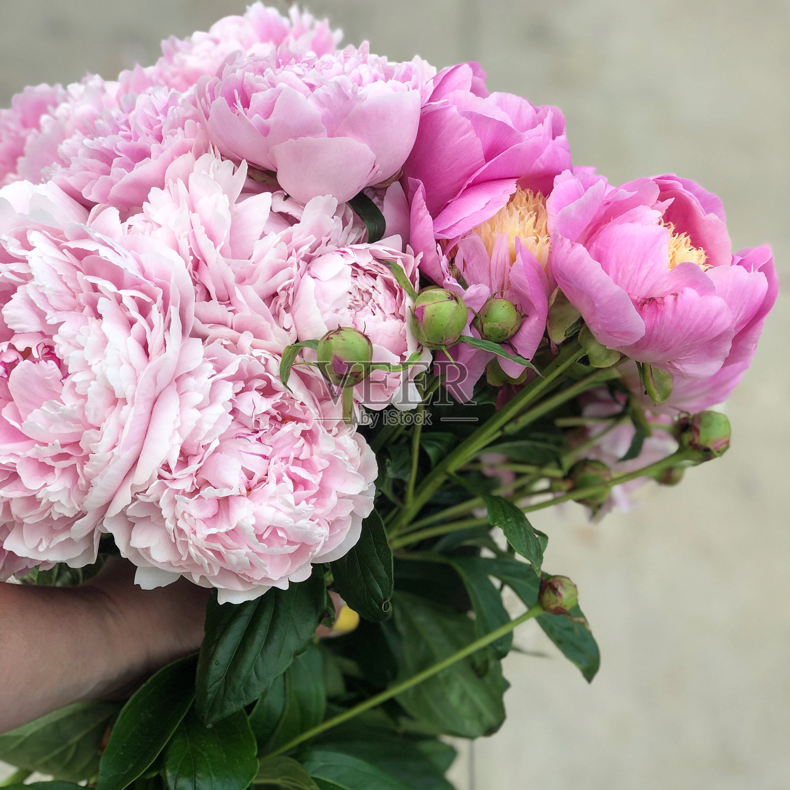 手捧牡丹，手捧草照片摄影图片