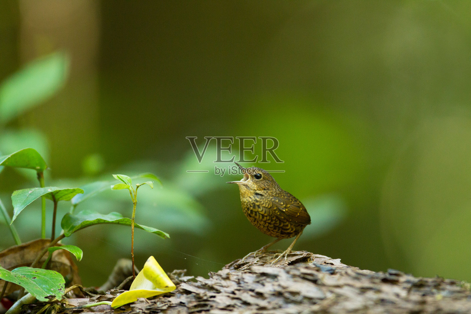 成年侏儒拔罐鸟或侏儒鹪鹩-长舌鸟照片摄影图片