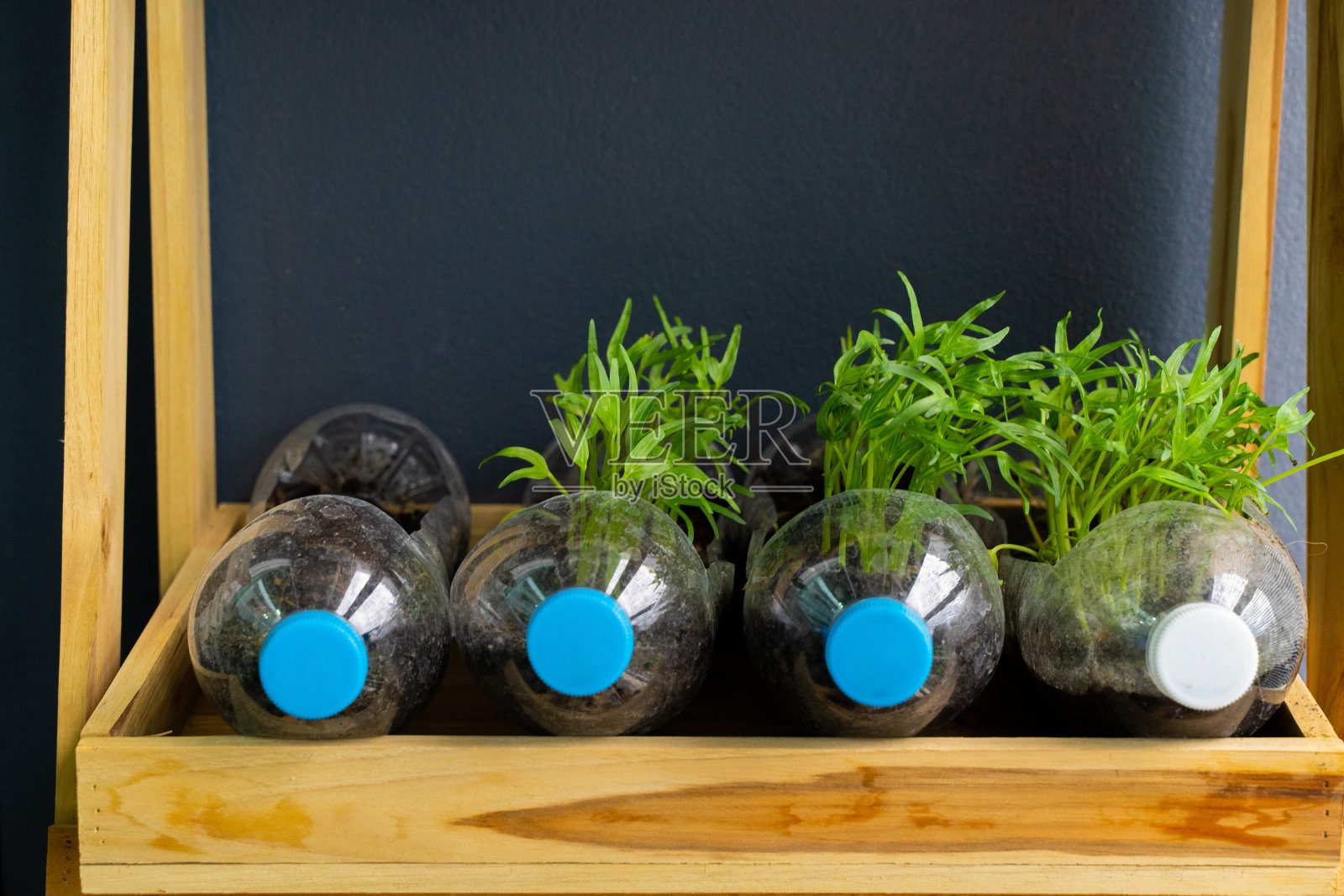 播下牵牛花的种子照片摄影图片