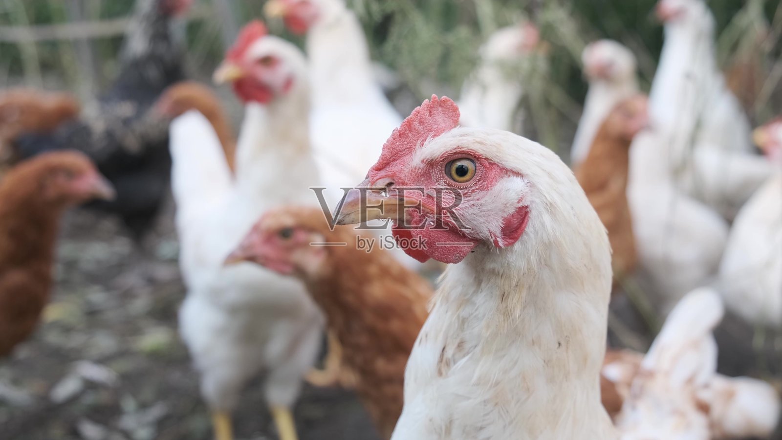 农村农场的鸡。户外。关闭了。照片摄影图片