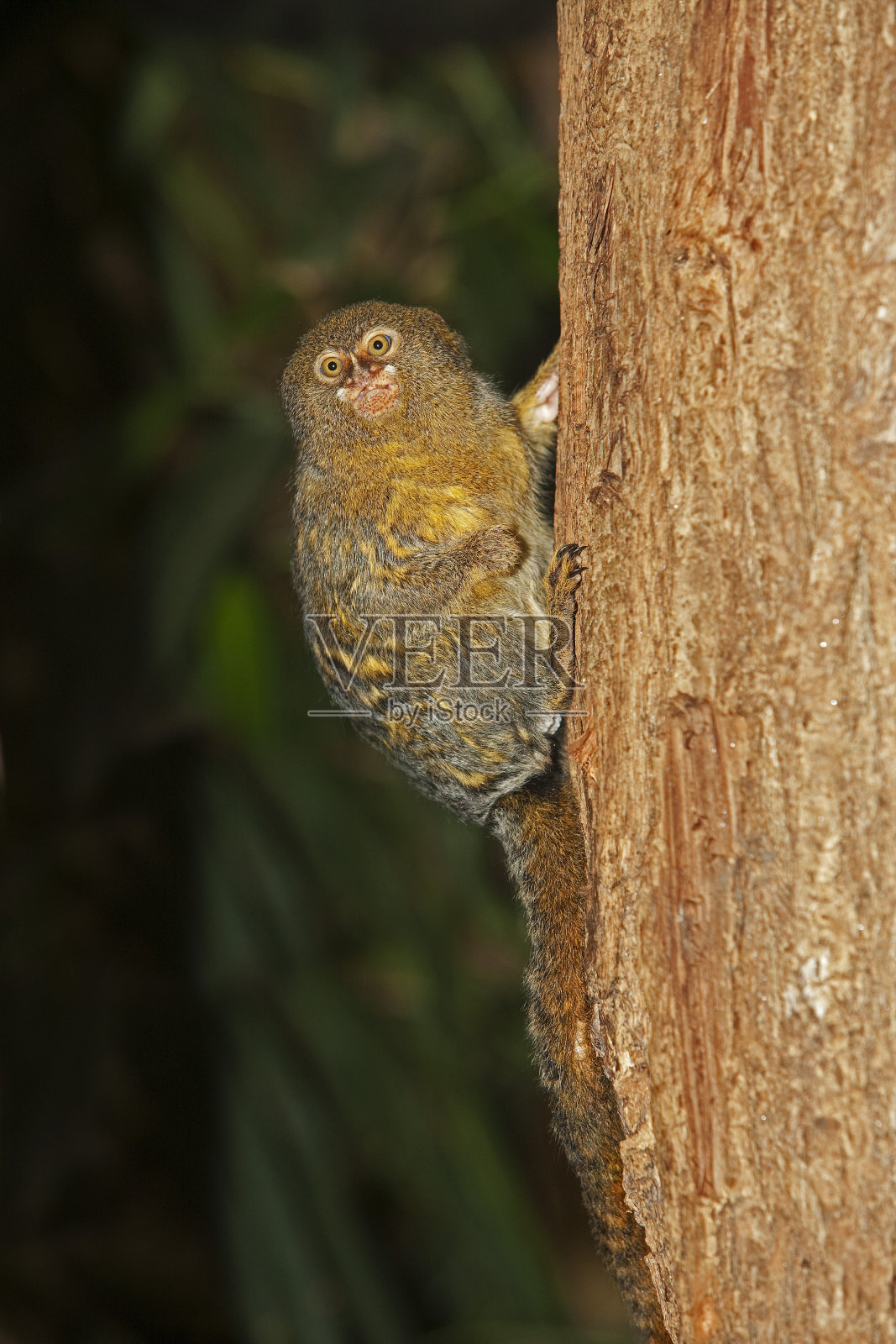 侏儒绒猴，成虫悬于枝上照片摄影图片
