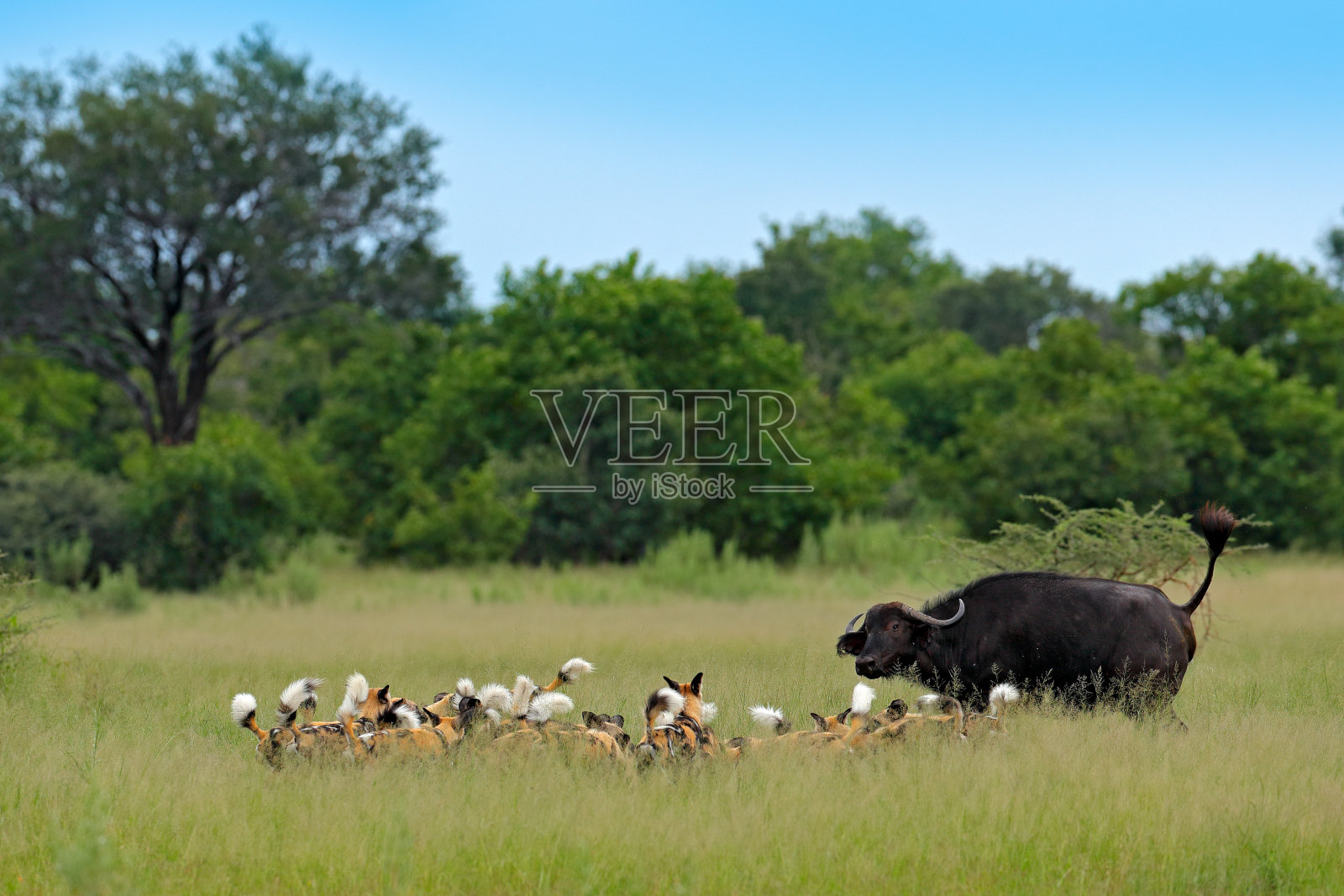 在博茨瓦纳猎野狗，水牛和捕食者。来自非洲的野生动物，莫雷米，奥卡万戈三角洲。动物行为方面，狼群骄傲的非洲野狗攻击奶牛，快速奔跑。照片摄影图片