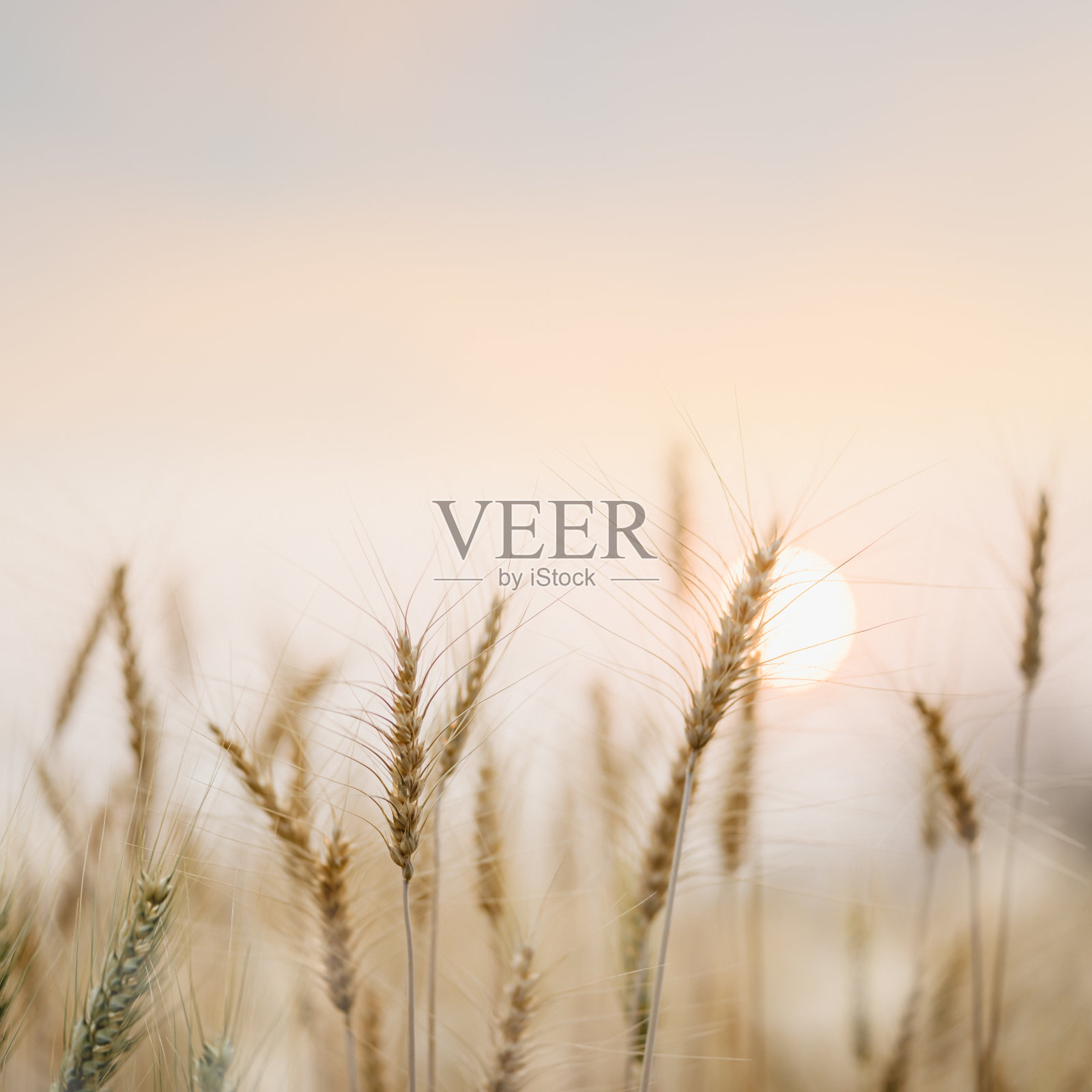 美丽的金色麦田与日落的自然背景。照片摄影图片