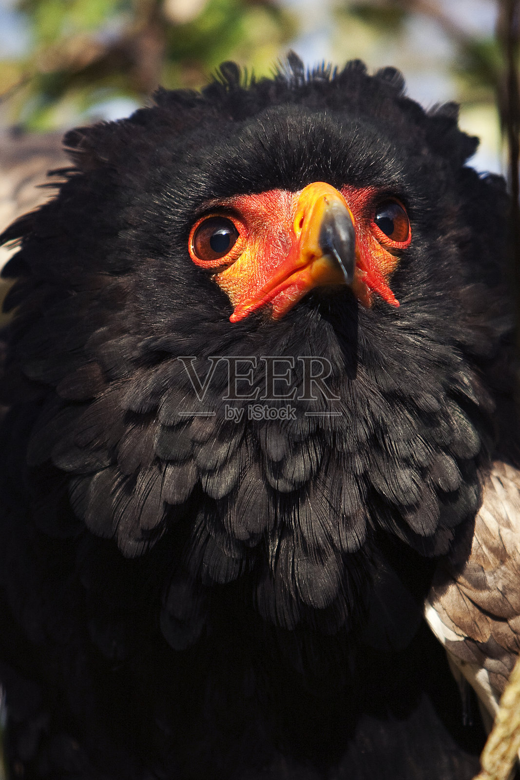 长尾巨雕，成年雄鹰肖像照片摄影图片