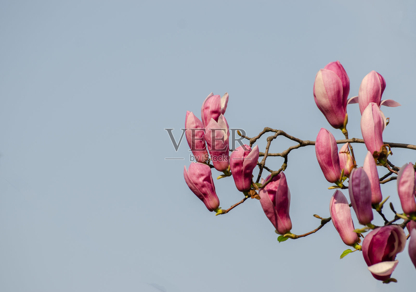 春天，美丽的木兰在公园里盛开照片摄影图片