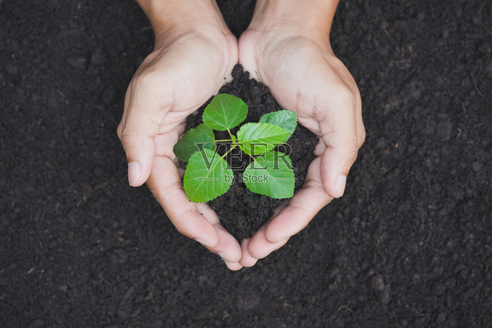农民手持发芽植物的手。在肥沃的土壤上生长和培育树木。生态与商业金融概念。照片摄影图片