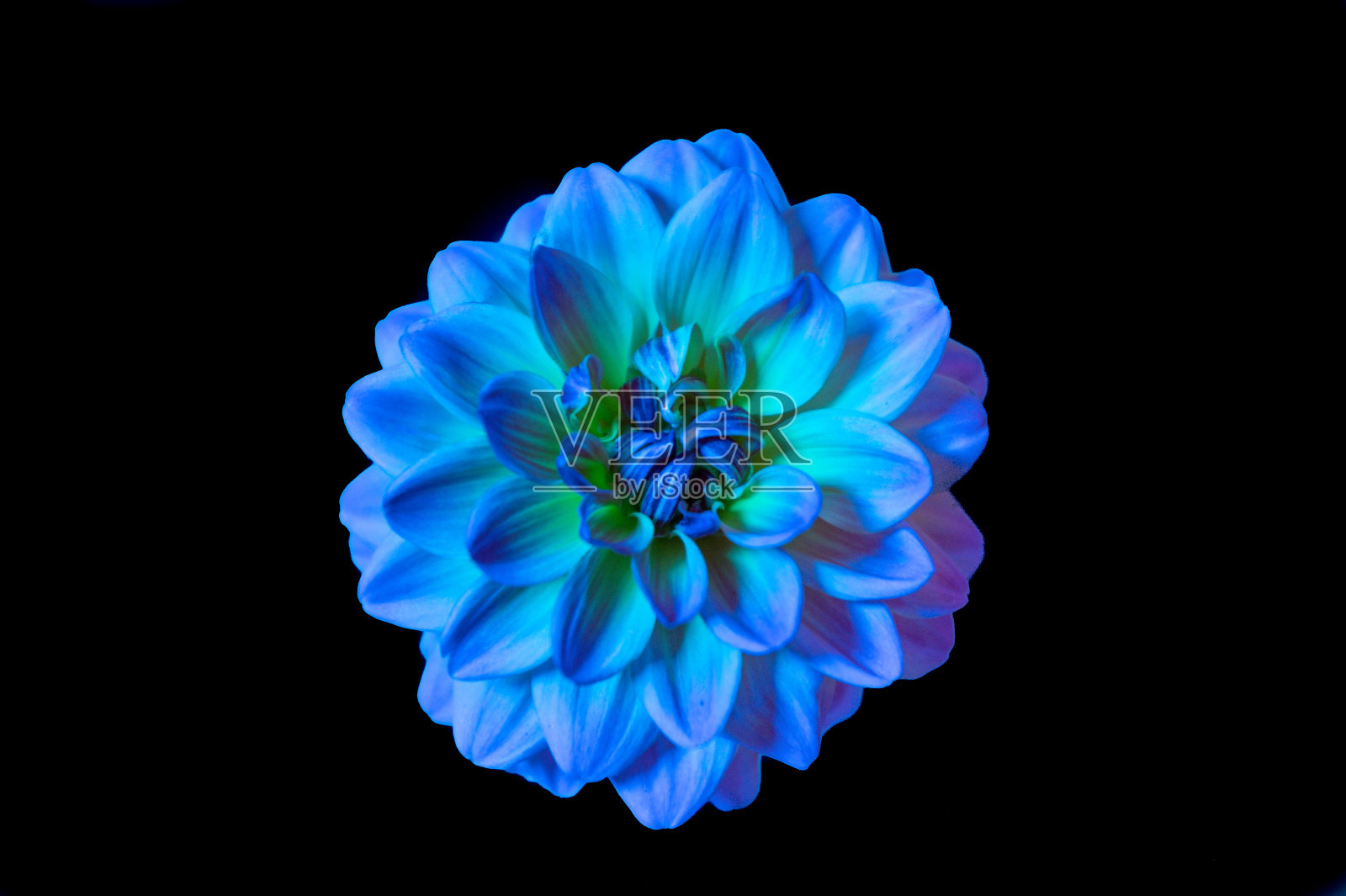 蓝色和紫色的大丽花头花中心在黑色的背景照片摄影图片